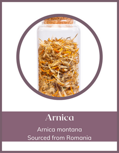 Herb - Arnica