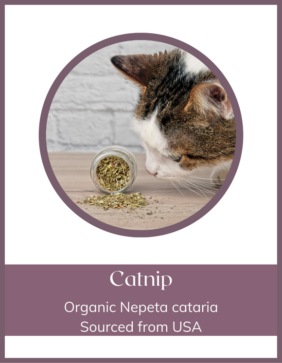 Herb - Catnip