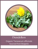 Herb - Dandelion