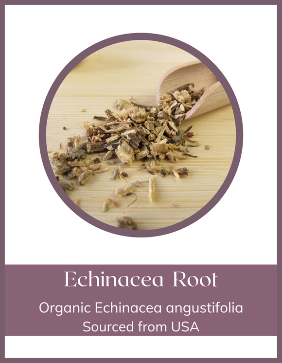 Herb - Echinacea