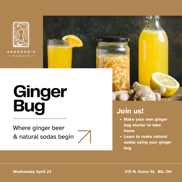 Class - Fermentation Series - Ginger Bug